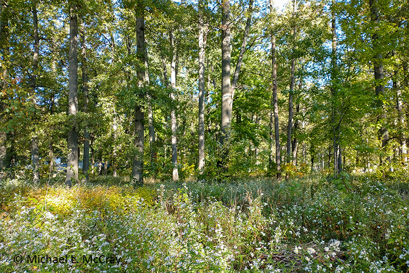 A little forest in populated neighborhood