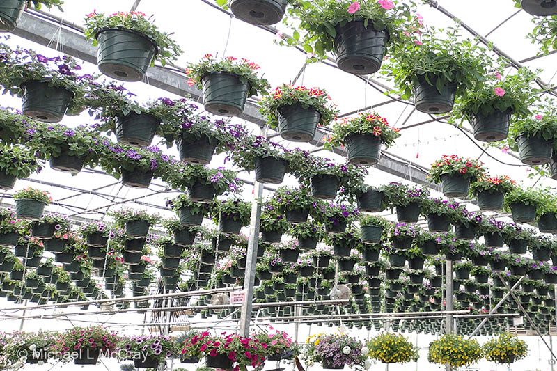 Hook's Greenhouse, Farm and Gift Shop