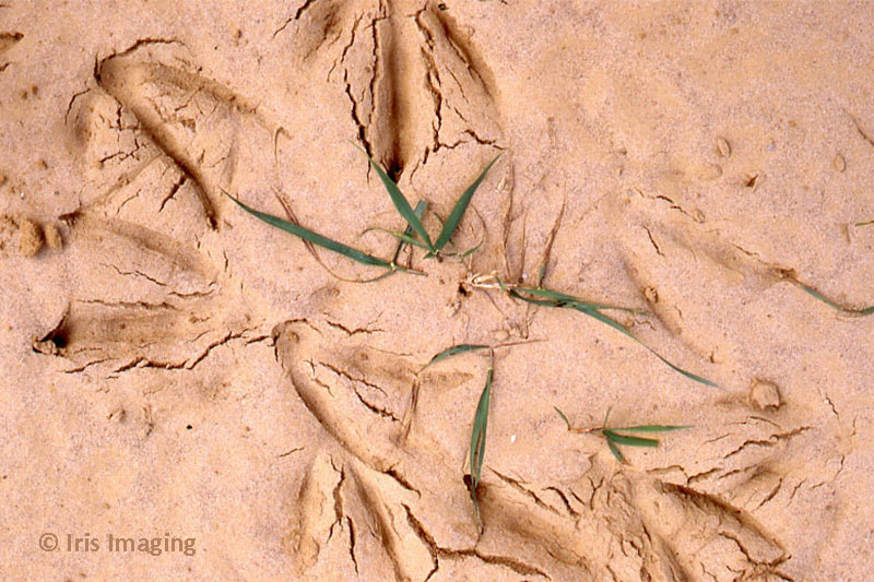 Summer on the ballfield