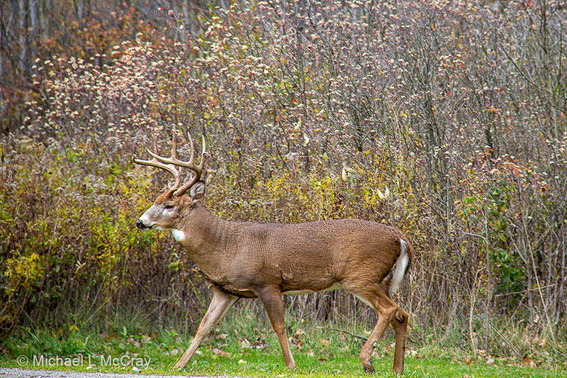 Buck early in the morning