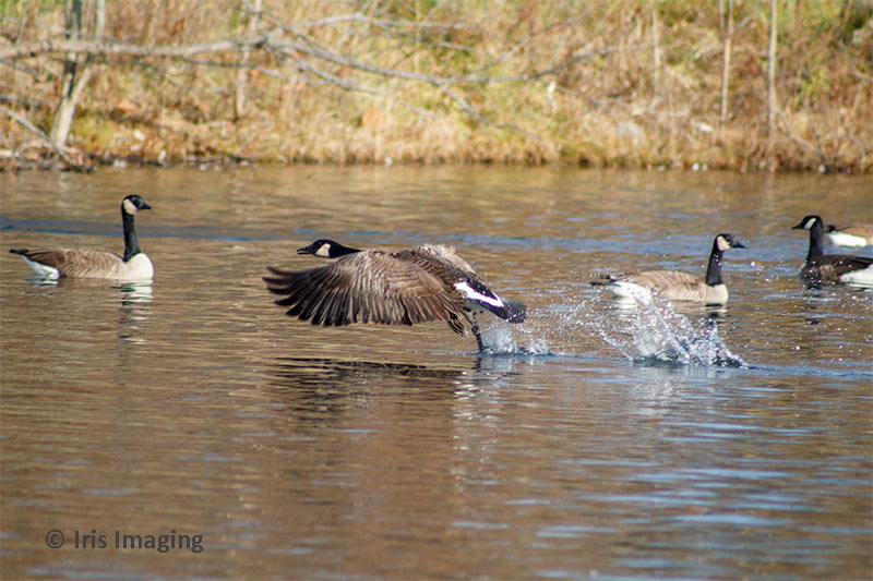 Taking off from east pond