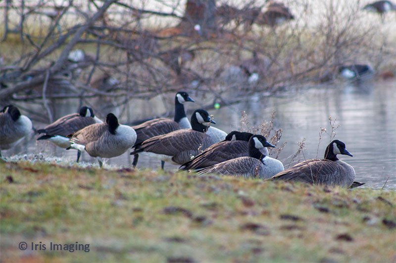 Geese setting on the banks of west pond