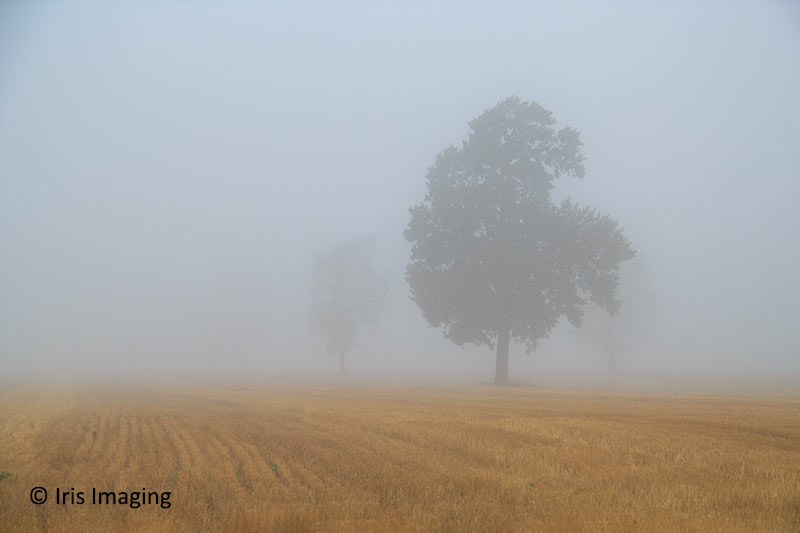 Morning fog along Ohio State Route 301