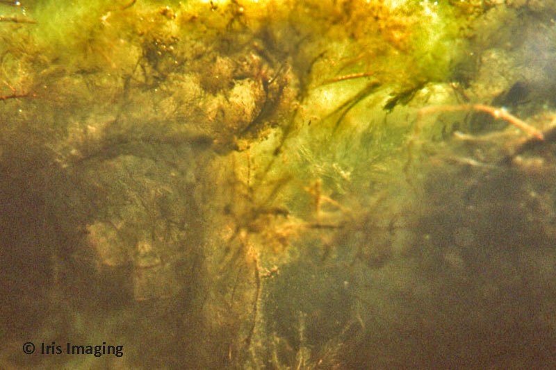 There are 2 pond at Caley