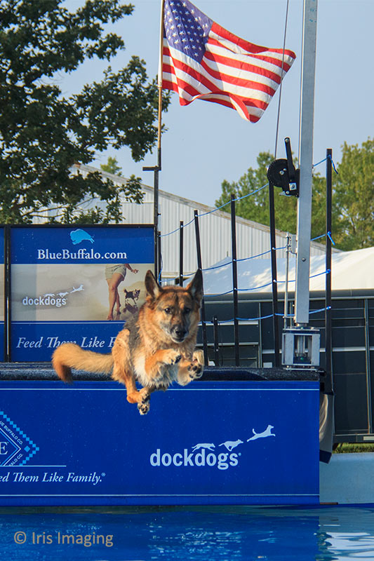 Dog competion at Lorain County Fairgrown